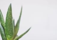 Aloe vera gel is one of the best ways to relieve your skin of that itchy feeling! (Image via pexels/Jessica Lewis creative)